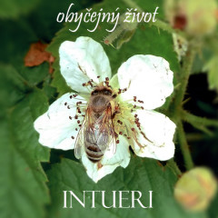 Intueri - Obyčejný život