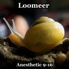 Loomeer - Anesthetic 9-16